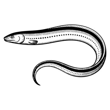El çizimi Japon yılan balığı mürekkebi tasviri vektör illüstrasyonunu geriye dönük olarak izole etmek balık oymacılığı ve deniz teması için mükemmel.
