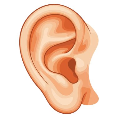 İnsan kulağı gerçekçi illüstrasyon işitme ve dinleme kavramını temsil eder, sağlık, anatomi ve iletişim tasarımı için uygundur