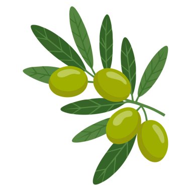 Beyaz zemin üzerinde zeytin dalı düz ayrıntı stil illüstrasyon barış sembolü organik gıda ve Akdeniz teması