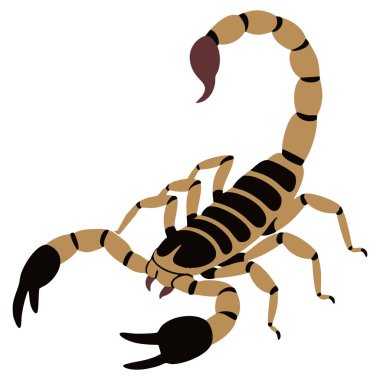 Akrep hayvan yaban hayatı yaratığı beyaz arka plan doğa yırtıcısı tasarımı üzerinde yassı vektör çizimini izole etti