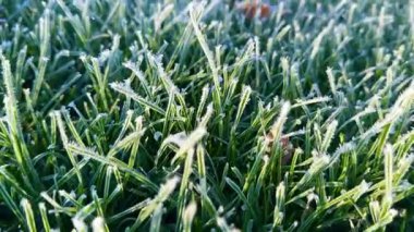 Buz, soğuk bir sabahta çimenleri kaplamıştı. Soğuk bir sonbahar sabahı, serin bir sonbahar sabahı, yumuşak güneş ışığıyla aydınlatılan, taze ve doğal güzellikleri simgeleyen, narin buz kristalleriyle kaplı yeşil çimenlerin yakın çekimi..