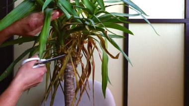 Kapalı bir odada basit bir bitki bakımını ve bakımını gösteren uzun bir kapalı alan bitkisinin kuru yapraklarını kesen ellerin yakın çekimi.. 