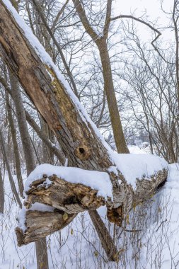 Kırık ağaç gövdesi kış ormanında taze karla kaplı. Odunun doğal dokusu, soğuk mevsim manzarası, sakin kırsal doğa manzarası..