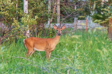 Parktaki yemyeşil çimlerin arasında genç bir geyik