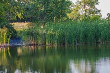 Uzun yeşil kamışlı huzurlu tatlı su gölü, durgun su yansımaları, mavi gökyüzü ve gür ağaçlar. Güneşli bir yaz gününde doğal sulak arazi, sakin doğa manzarası..