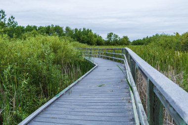Kavisli tahta kaldırım, bulutlu gökyüzünün altında sazlıklar ve ağaçlarla yeşil bataklığı geçiyor. Huzurlu yaz manzarası doğa, seyahat ve ekoloji kavramları için idealdir..