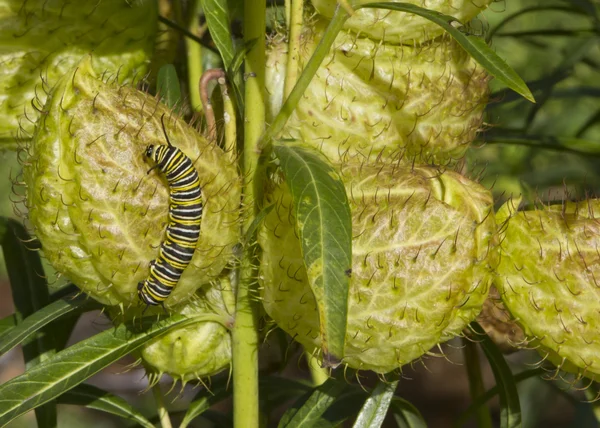 Tırtıllı meyve üzerinde Caterpillar