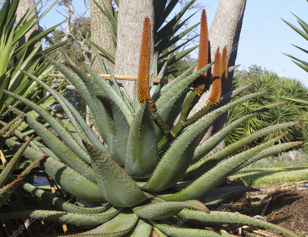 Large Aloe Vera Plant With Flowers Stock Photo Image By C Totog 117652848