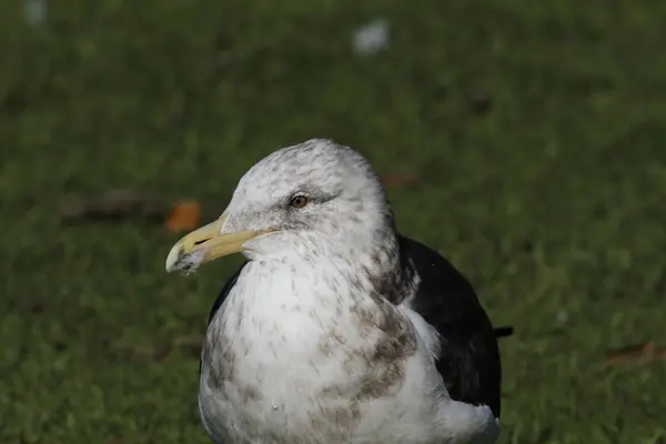Juvenil siyah destekli martılar Larus domincanus