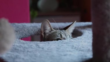 Tekir kedi tırmalama tahtasında bir oyuncakla oynuyor.