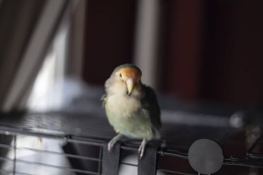 Kafesinde yarı uykulu bir aşk kuşu portresi.