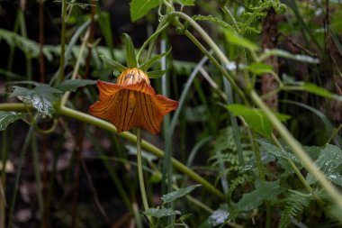 Tenerife 'de bir yağmur ormanında portakal çiçeği