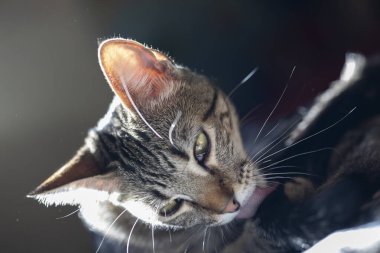 Kuyruğunu tımar eden bir tekir kedinin detaylı bir yakın çekimi. Yumuşak doğal arka ışıkla aydınlatılmış. Görüntü kedi davranışını, bıyıkları, kürk dokusunu ve kendine bakmanın sakin ve samimi anını vurgular..