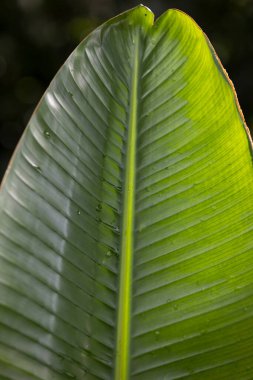 Yeşil bir tropikal yaprağın yakın görüntüsü görünür damarlar ve su damlaları yüzeyde. Doku, tazelik ve organik desenleri vurgulayan doğal botanik görüntüler..