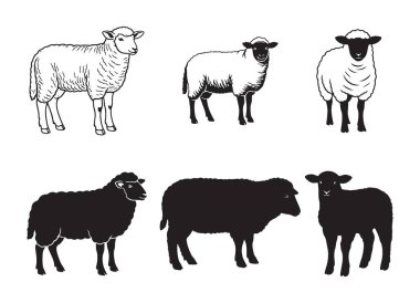 Hayvancılık Grafik Tasarımı için Çeşitli Koyun Pozisyonları ve Siluetler