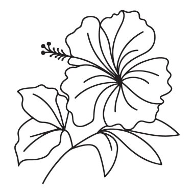 Hibiscus Çiçek İllüstrasyonu Tropikal Çiçek Botanik Sanat Tasarımı