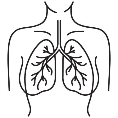 Akciğerler Vektör Anatomisi Akciğer Sistemi Solunum Medikal