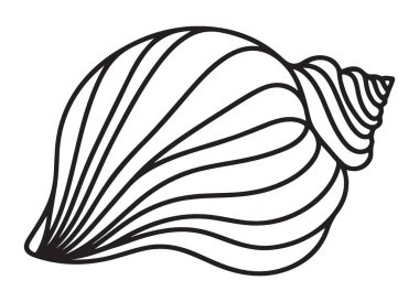 Ayrıntılı Deniz Kabuğu İllüstrasyonu Deniz Kabuğu Tasarımı