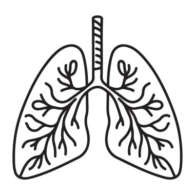 İnsan ciğerleri anatomi vektör illüstrasyon solunum sistemi tıbbi tasarımı