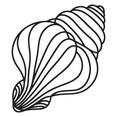 Deniz Kabuğu Deniz Canlıları İçin Detaylı Çizim