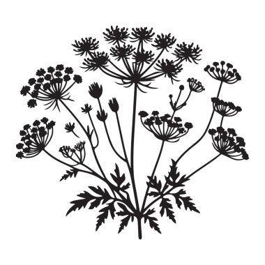 Kraliçe Anne 'in Dantelli Yaban Çiçeği Botanik Çizim Vektörü