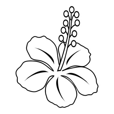 Zarif bir Tropikal Hibiscus Çiçeğinin Temiz Siyah Çizimi