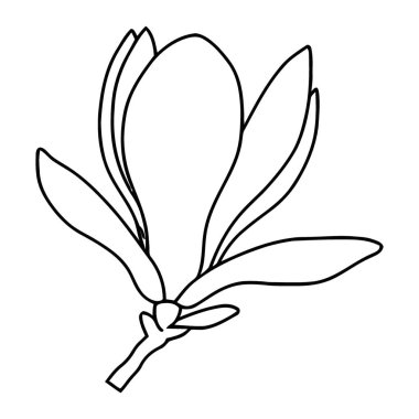 Zarif Manolya Çiçeği Silüet Çizgisi Çiçek Dekorasyonu için Çizim