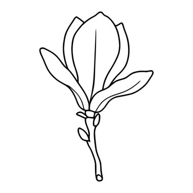 Narin El Manolya Çiçek Hattı Nazik Tomurcuklarla Sanat Resimleri