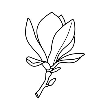 Güzel Manolya Çiçeği Bud Vektör Çizgisi Sanat İllüstrasyonuyla Gelişiyor