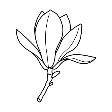 Çiçek Tasarımı İçin Zarif Botanik Manolya Çiçek Çizimi Vektör Sanatı