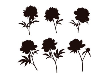 Çeşitli Şakayık Çiçeği Siluetleri Koleksiyonu Tasarım İçin Botanik Çizim Seti