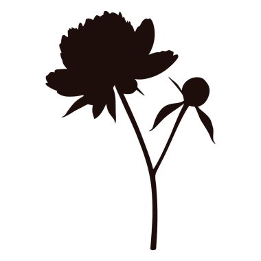 Bud Botanik Gelişim Tasarım Projeleri Çizimi ile Şakayık Çiçek Silueti