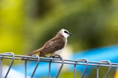 Sarı delikli Bulbul kuşu ağaçta tünemiş, tatlı kuş dalda tünemiş.