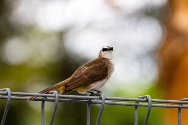 Sarı delikli Bulbul kuşu ağaçta tünemiş, tatlı kuş dalda tünemiş.