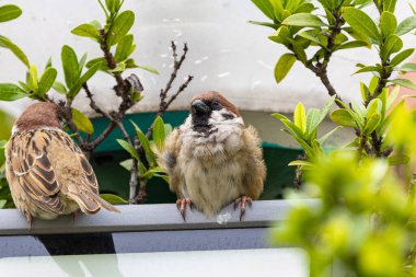 Şirin Yuvarlak ve Yumuşak Kuş Avrasya Ağaç Serçesi bir ağaç ve dalda tüneyip duruyor. Yuvarlak kuş. Ağaç Serçeleri