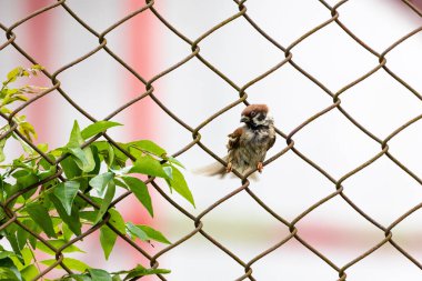Şirin Yuvarlak ve Yumuşak Kuş Avrasya Ağaç Serçesi bir ağaç ve dalda tüneyip duruyor. Yuvarlak kuş. Ağaç Serçeleri