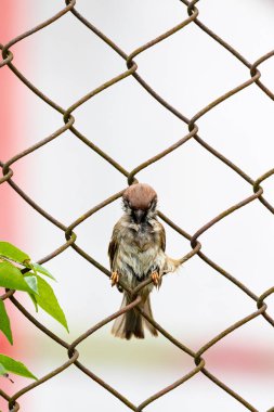 Şirin Yuvarlak ve Yumuşak Kuş Avrasya Ağaç Serçesi bir ağaç ve dalda tüneyip duruyor. Yuvarlak kuş. Ağaç Serçeleri