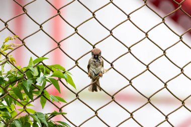 Şirin Yuvarlak ve Yumuşak Kuş Avrasya Ağaç Serçesi bir ağaç ve dalda tüneyip duruyor. Yuvarlak kuş. Ağaç Serçeleri
