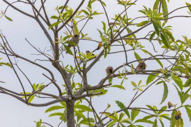 Şirin Yuvarlak ve Yumuşak Kuş Avrasya Ağaç Serçesi bir ağaç ve dalda tüneyip duruyor. Yuvarlak kuş. Ağaç Serçeleri