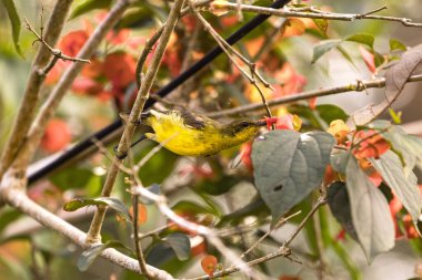 Bahçe kuşları tüneyerek ve bir çiçeğin nektarıyla beslenerek. Renkli parlak kuş