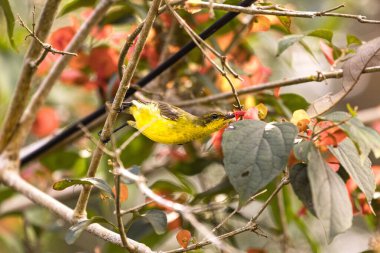 Bahçe kuşları tüneyerek ve bir çiçeğin nektarıyla beslenerek. Renkli parlak kuş