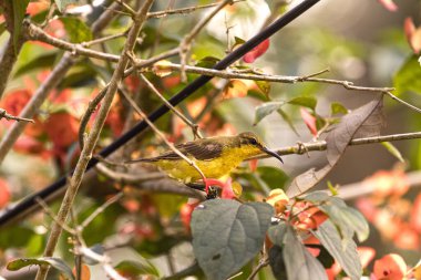 Bahçe kuşları tüneyerek ve bir çiçeğin nektarıyla beslenerek. Renkli parlak kuş