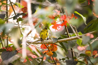 Bahçe kuşları tüneyerek ve bir çiçeğin nektarıyla beslenerek. Renkli parlak kuş