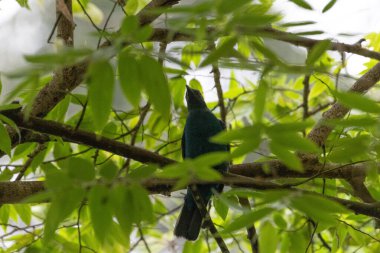 Daha büyük raket kuyruklu drongo kuşu. Çatallı kuyruklu siyah kuş ve eşsiz sırt tüyleri. 