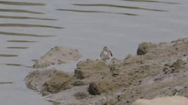 Çulluk kuşu kıyı şeridinde yiyecek ve solucan arıyor.