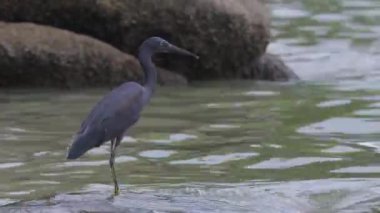 Pasifik Doğu resif balıkçıl kuşu suda yüzüyor balık avlıyor. Güzel gri kuş