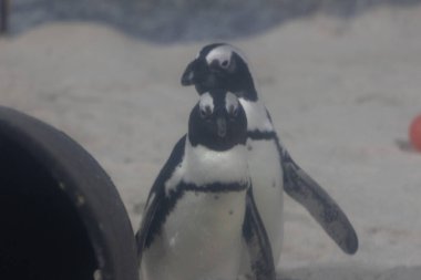 Şirin ve meraklı Afrika Pengueni