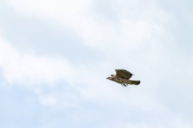 Değişken Şahin-Kartal gökyüzünde uçuyor ve süzülüyor