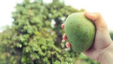 Arka planda mango ağacı olan bir mangoyu tutan el..