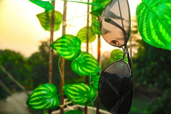 Yaprakların köklerinden sarkan güneş gözlükleri parlak ve ılık bir sabahın erken saatlerinde, yaz yaşam tarzı temalı..